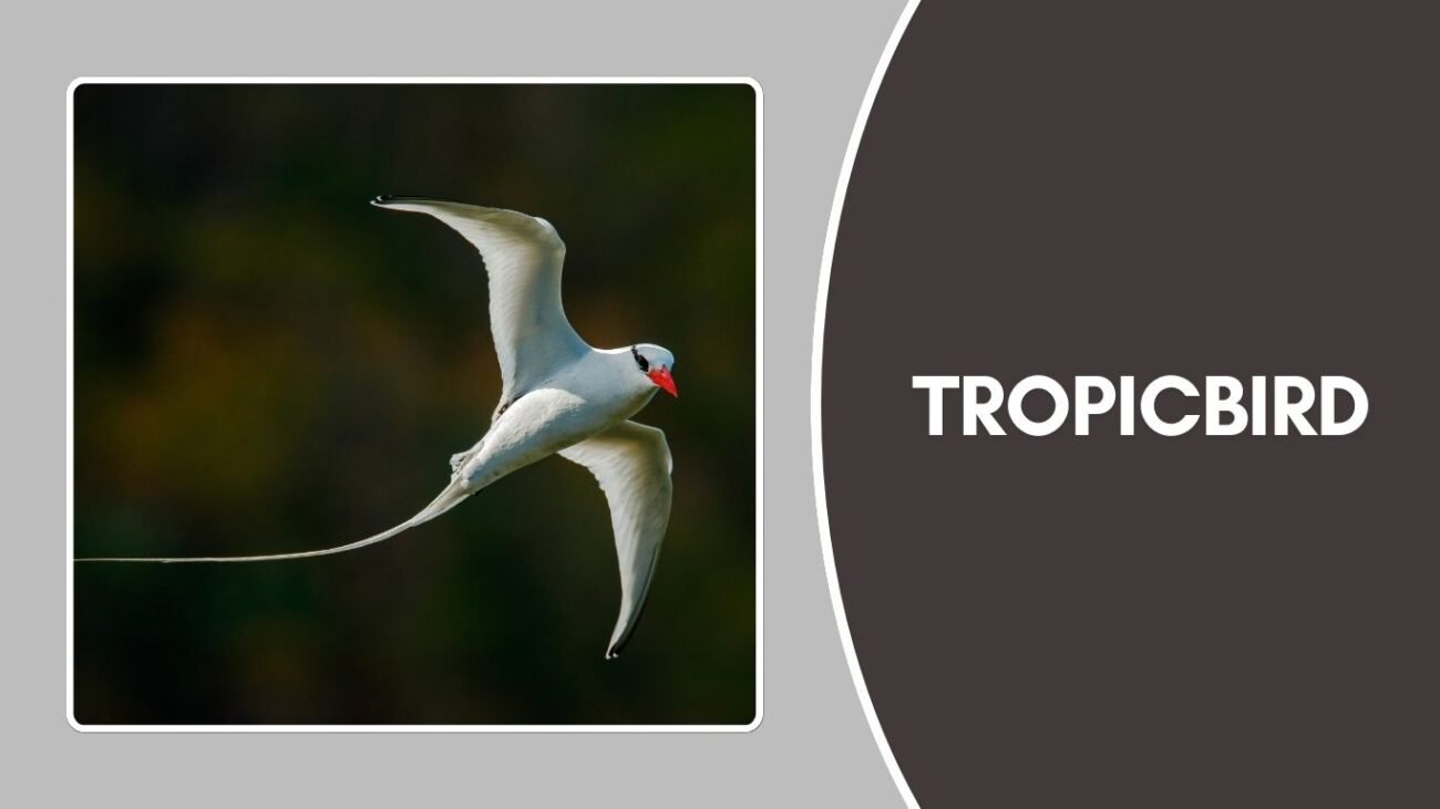 Tropicbird