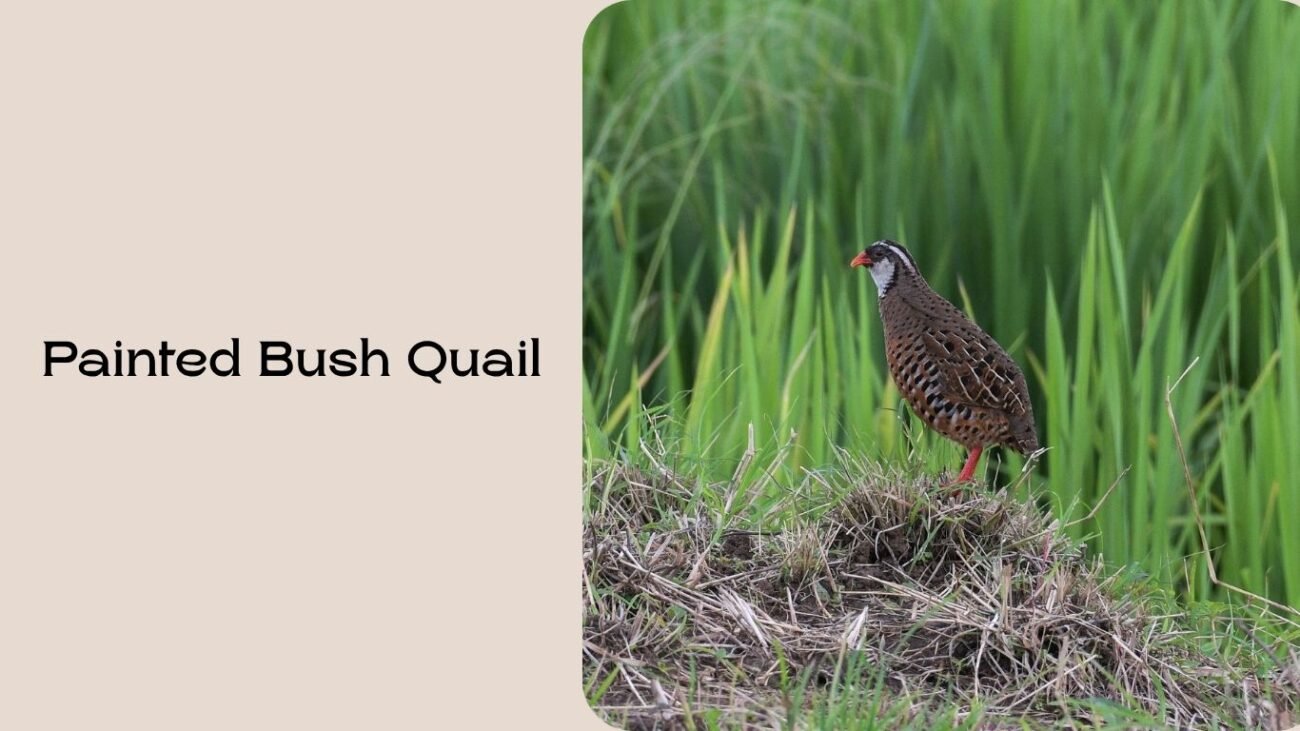 Painted Bush Quail