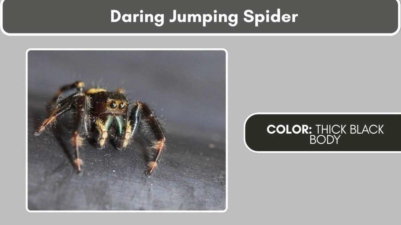 Daring Jumping Spider Black Spiders with White Spots, Stripes, or Markings