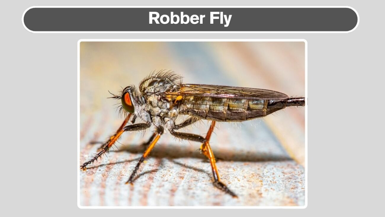 Robber Fly