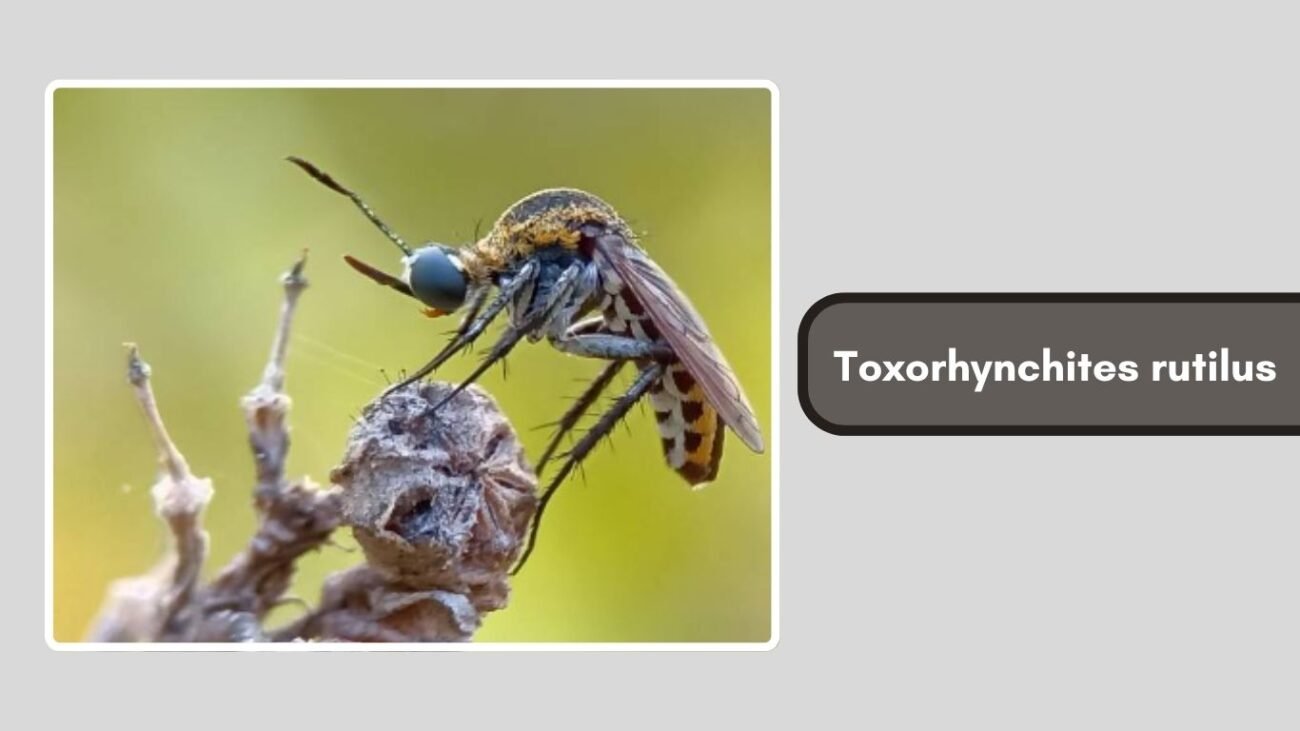 Toxorhynchites rutilus