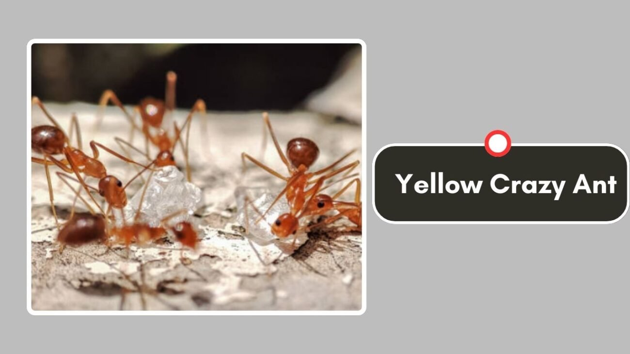 Yellow Crazy Ant