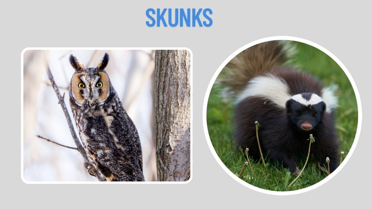 Skunks