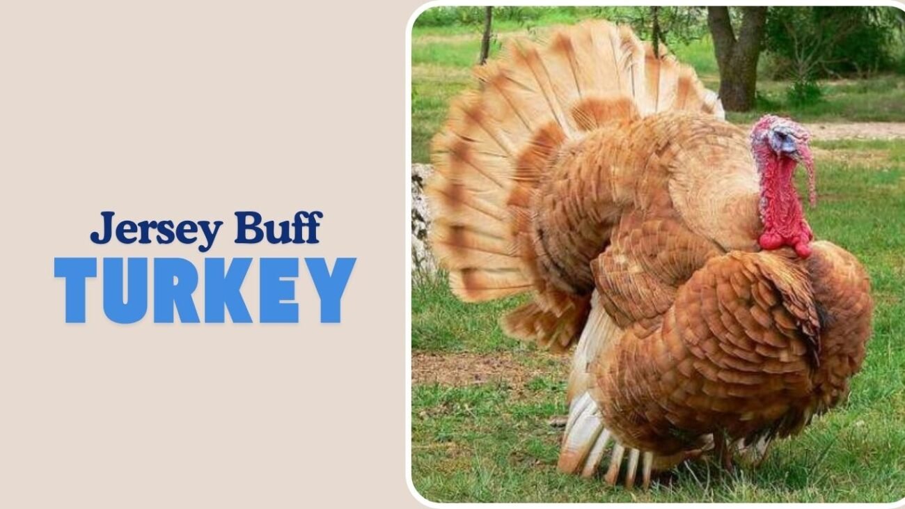 Jersey Buff