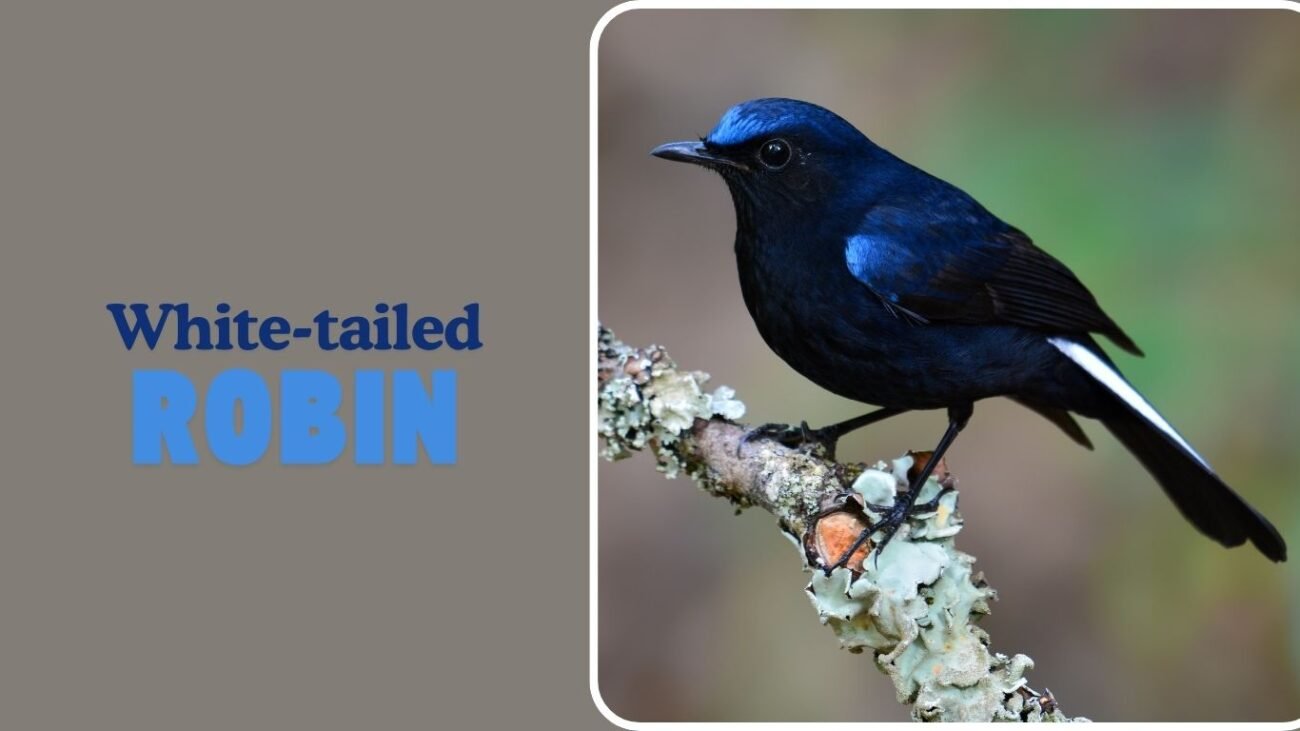 White-tailed Robin