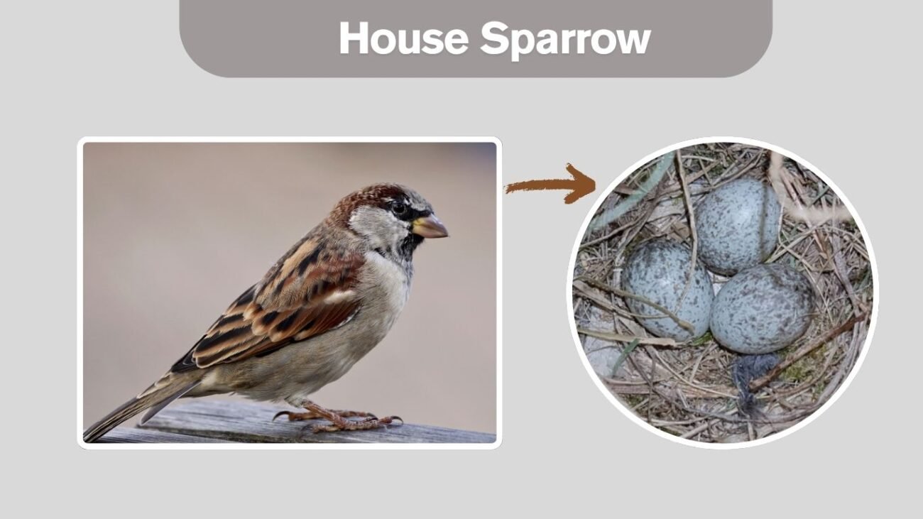 House Sparrow