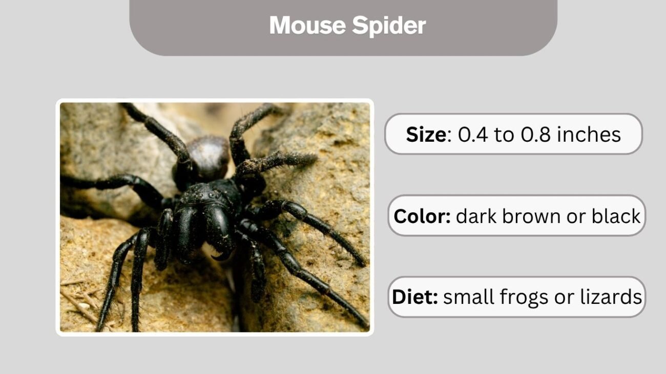 Mouse Spider