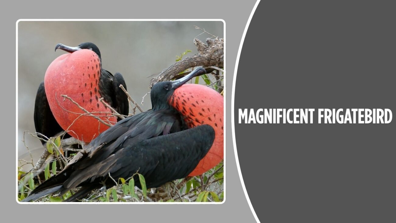 Magnificent Frigatebird