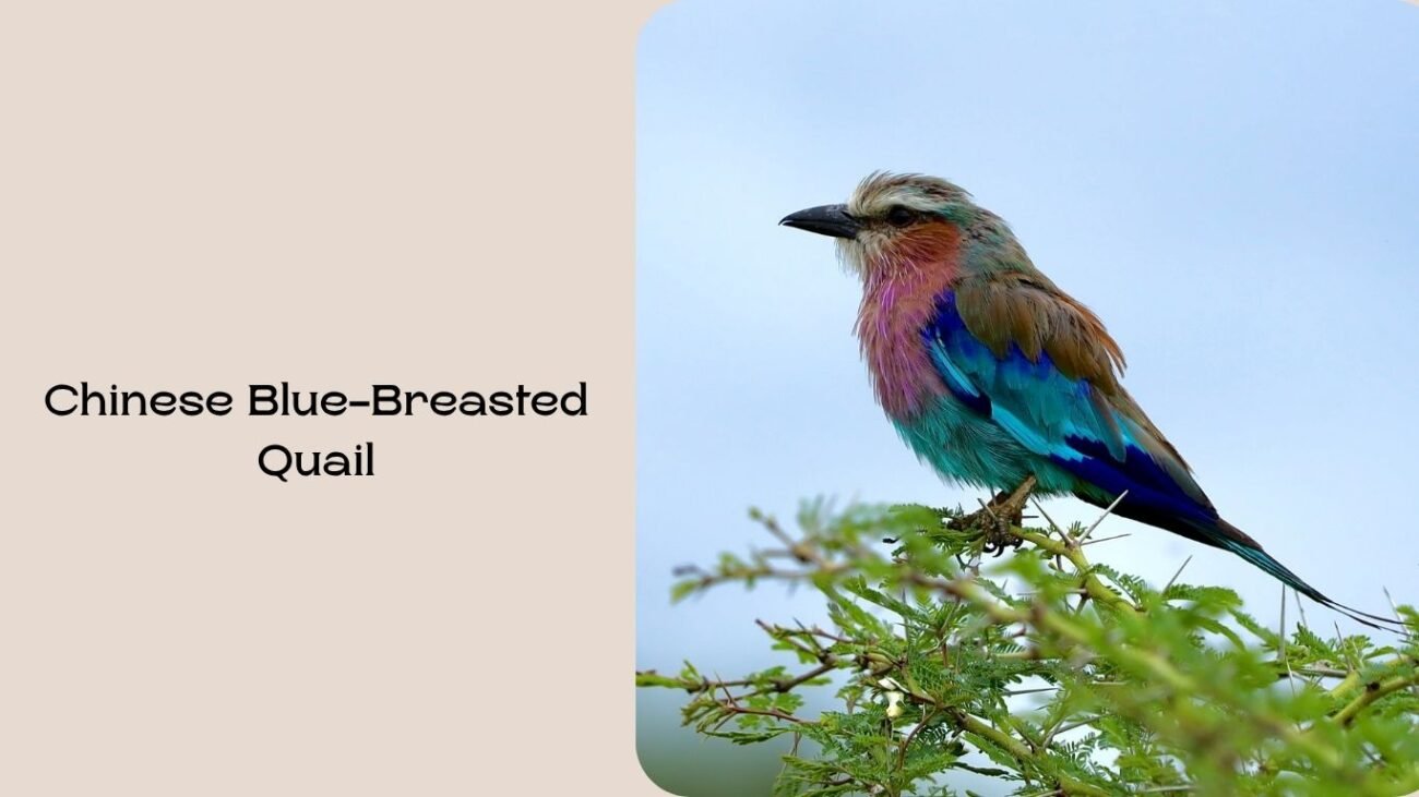 Chinese Blue-Breasted Quail