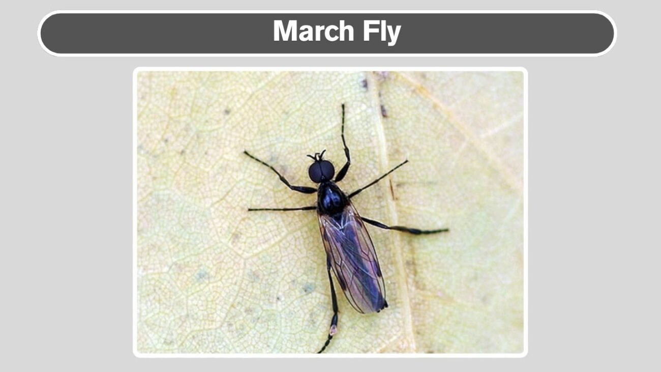 March Fly