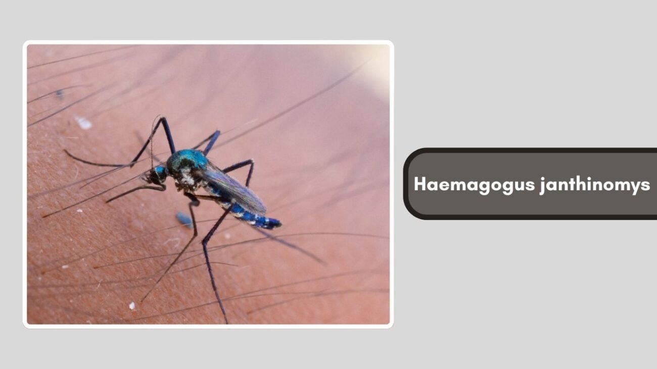 Haemagogus janthinomys