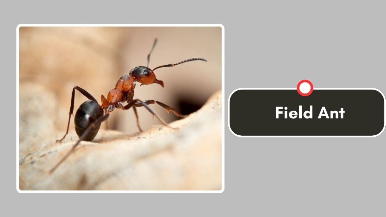 Field Ant