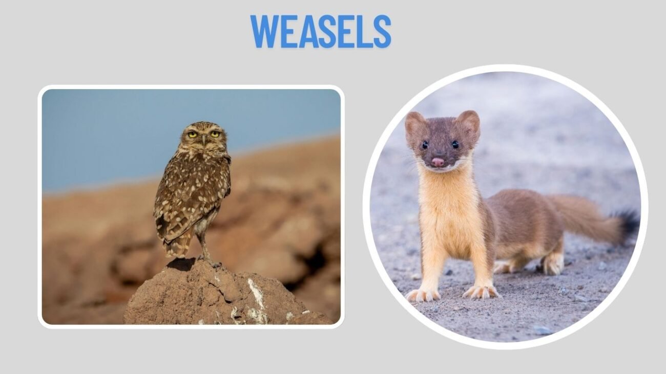 Weasels
