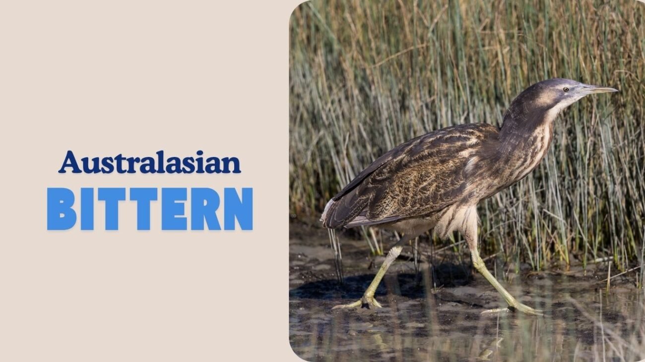 Australasian Bittern