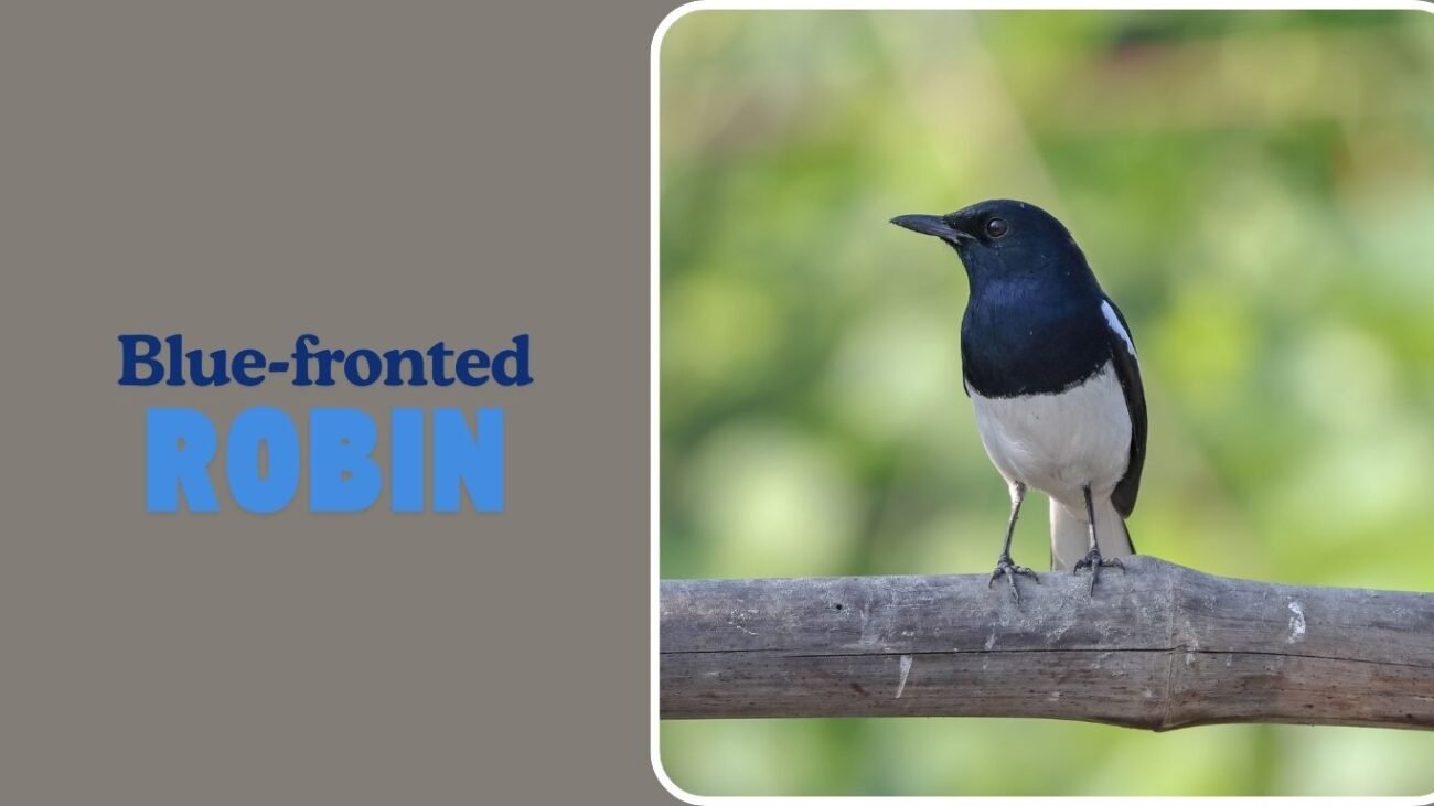 Blue-fronted Robin