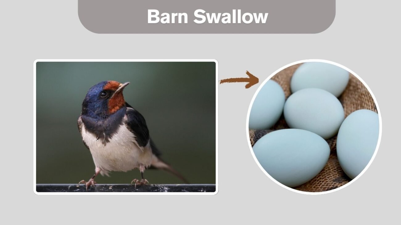 Barn Swallow