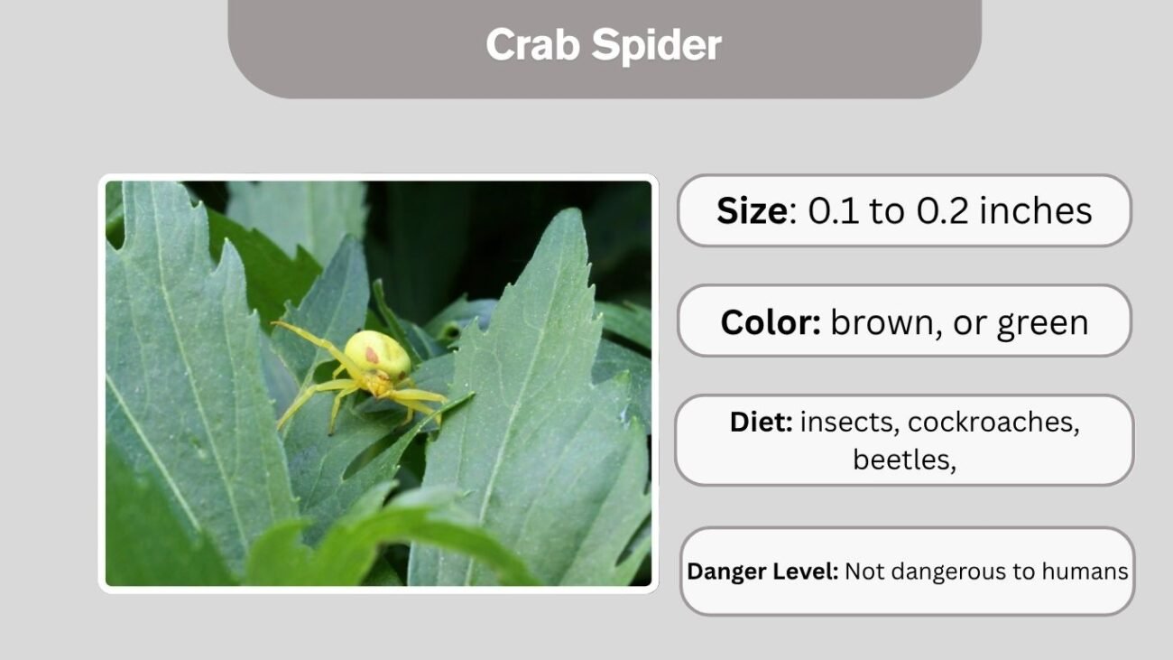 Crab Spider