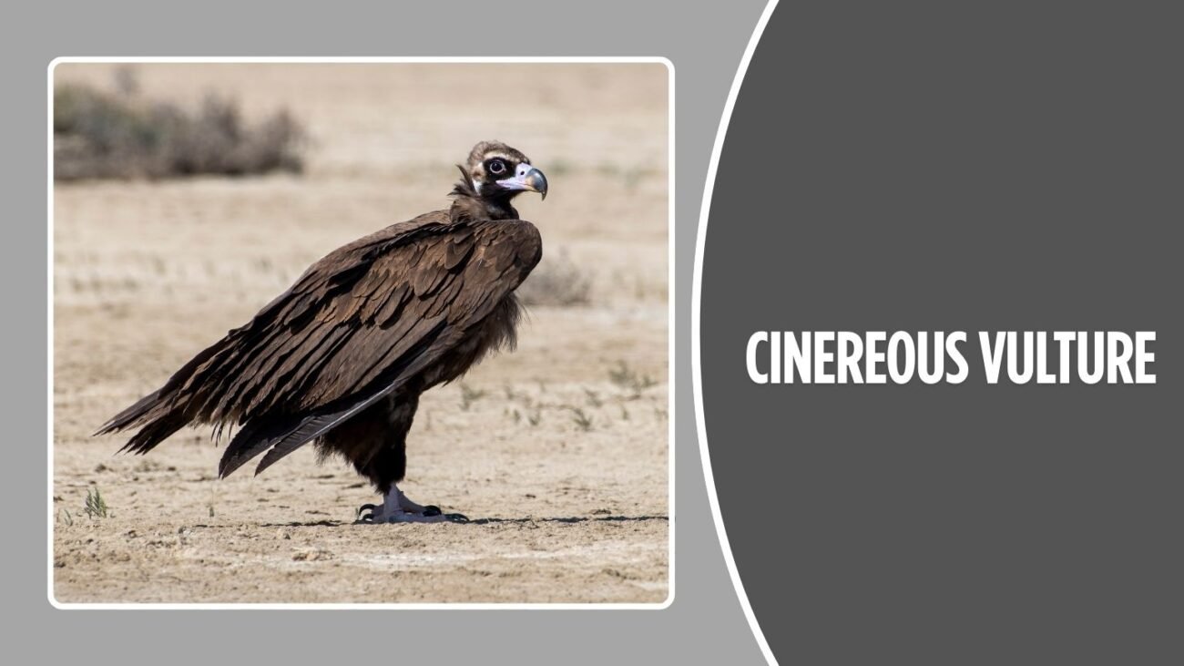 Cinereous Vulture