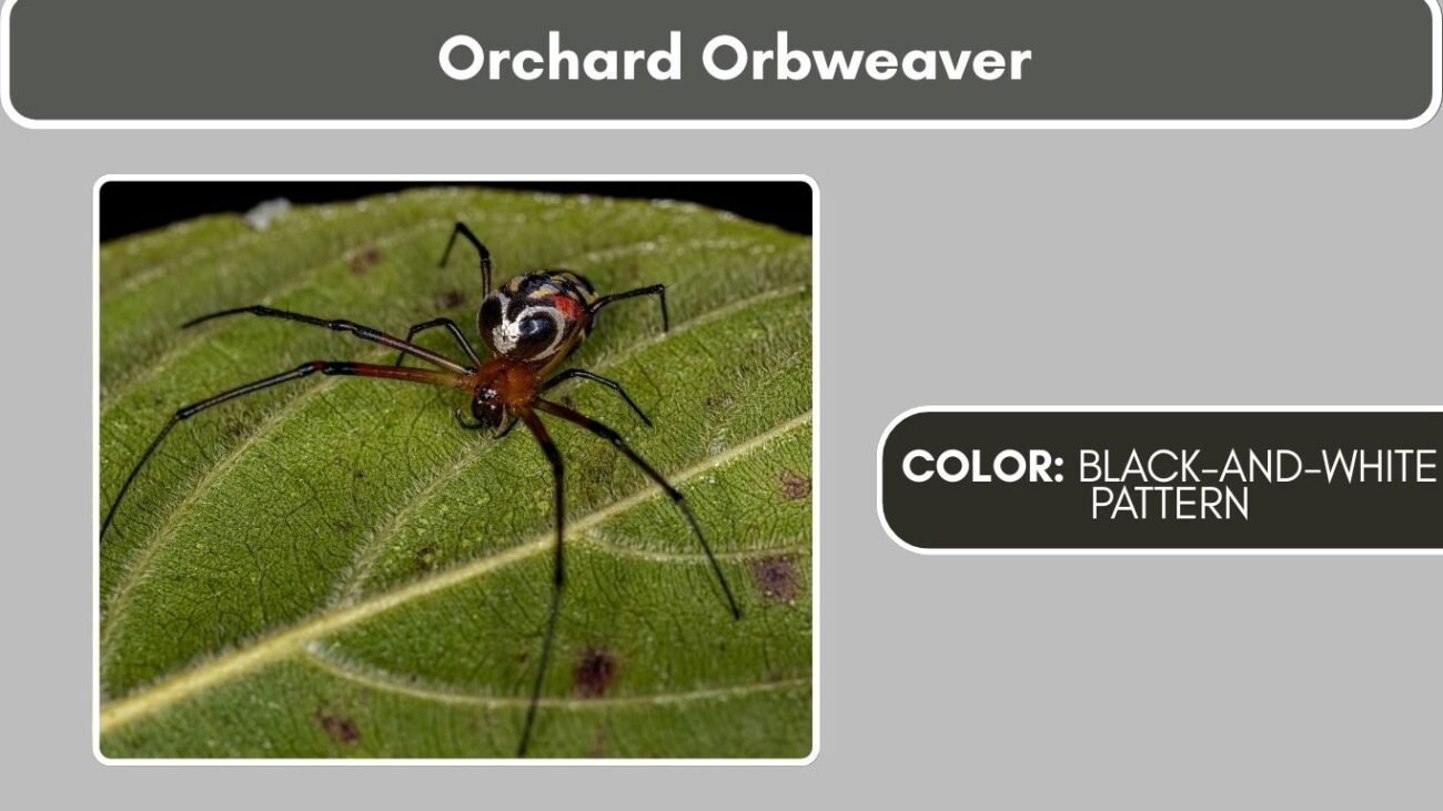 Orchard Orbweaver Black Spiders with White Spots, Stripes, or Markings