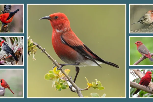 19 Birds in Hawaii with Red Heads Identification with Picture 