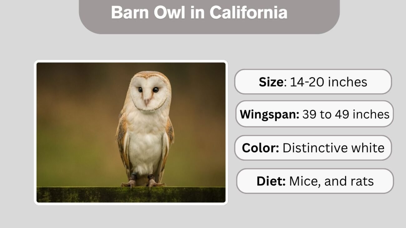 Barn Owl in California