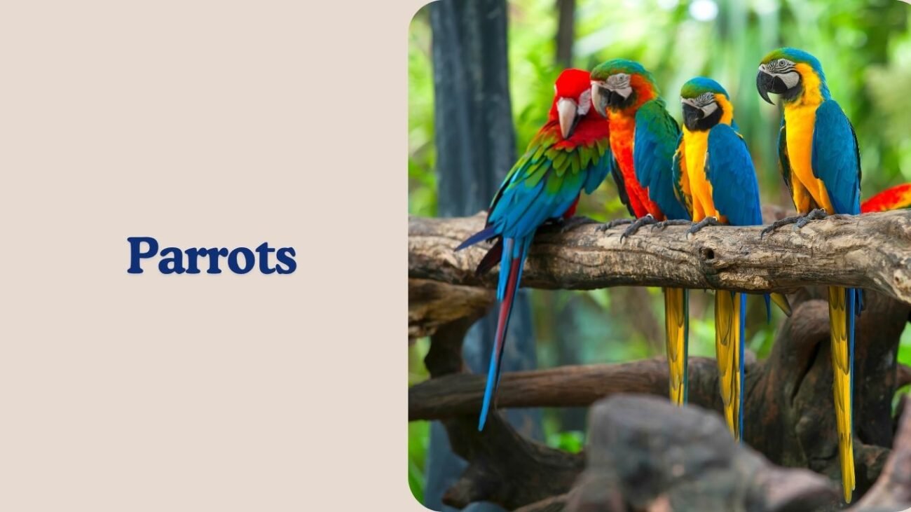 Parrots