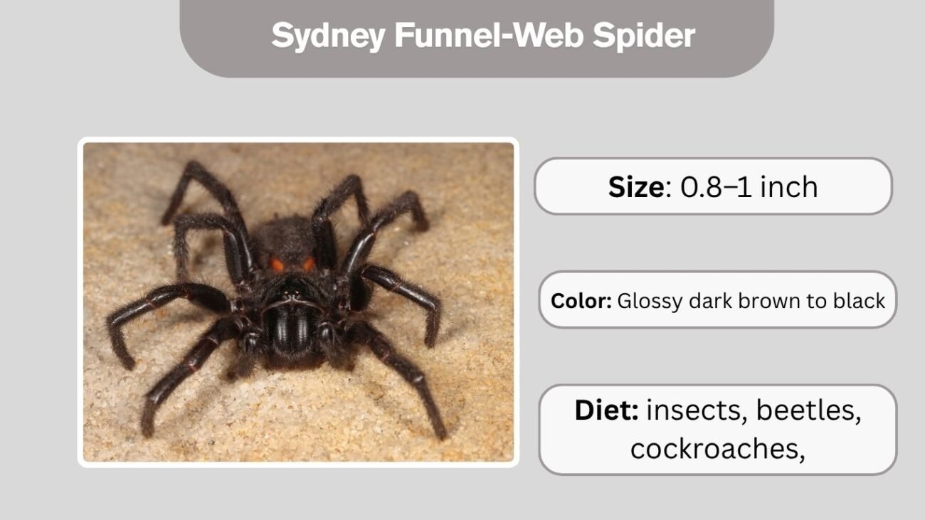 Sydney Funnel-Web Spider