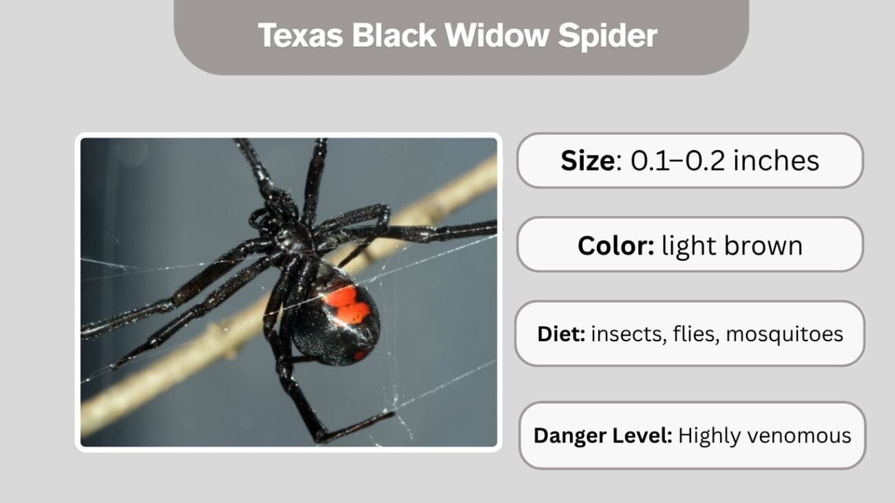 Texas Black Widow Spider
