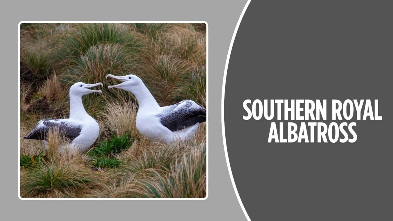 Southern Royal Albatross