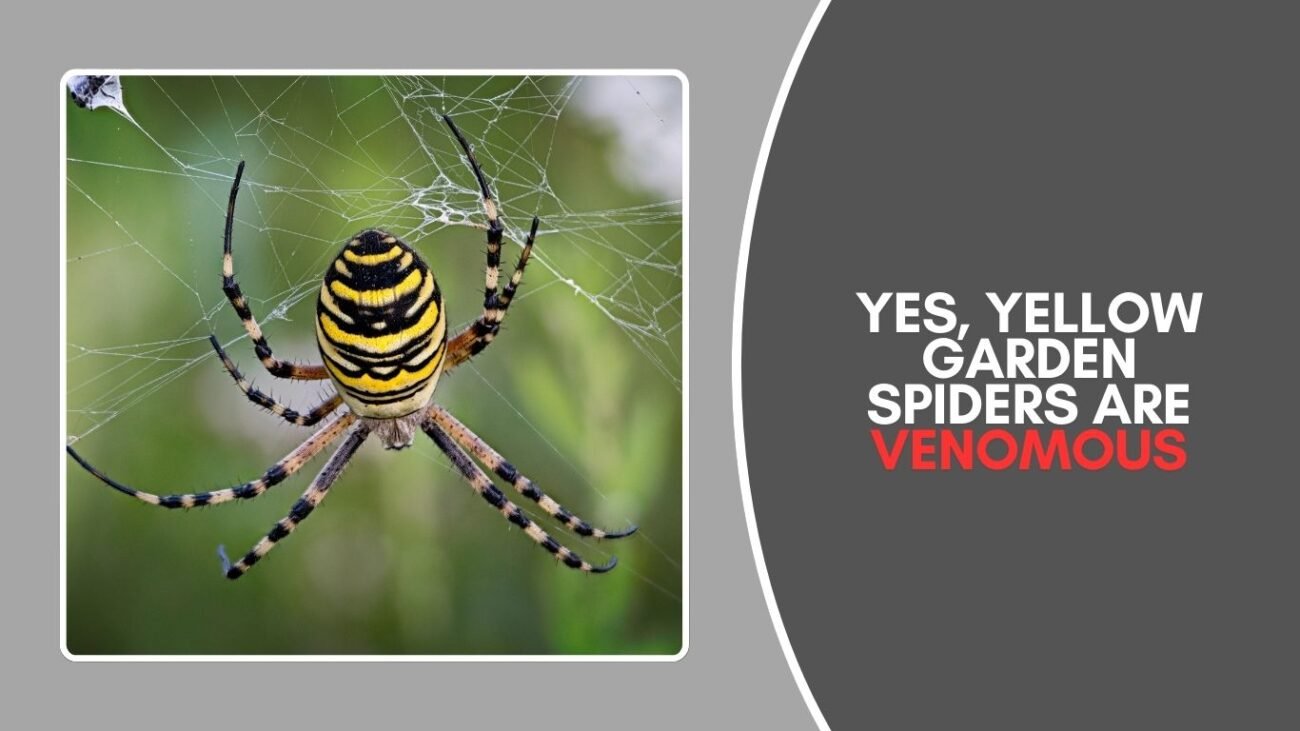 Is the Yellow Garden Spider venomous?