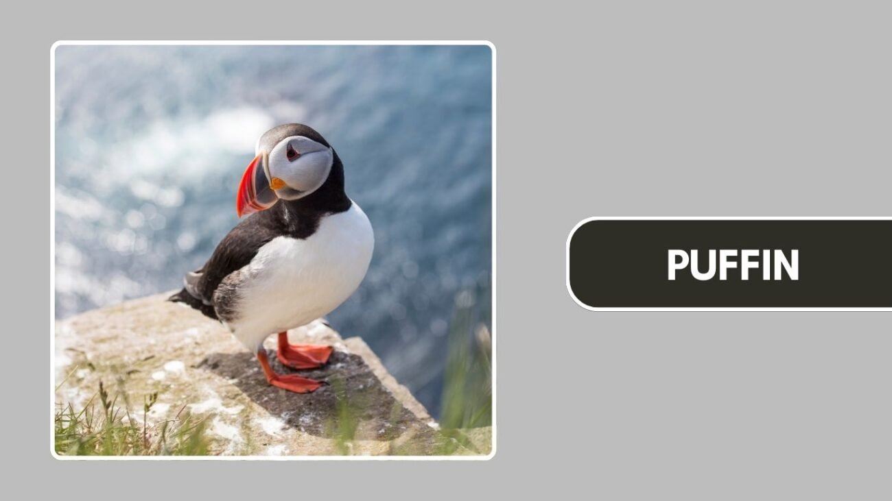 Puffin