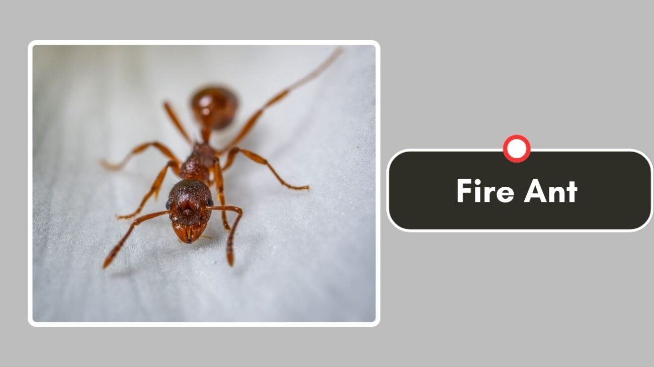 Fire Ant