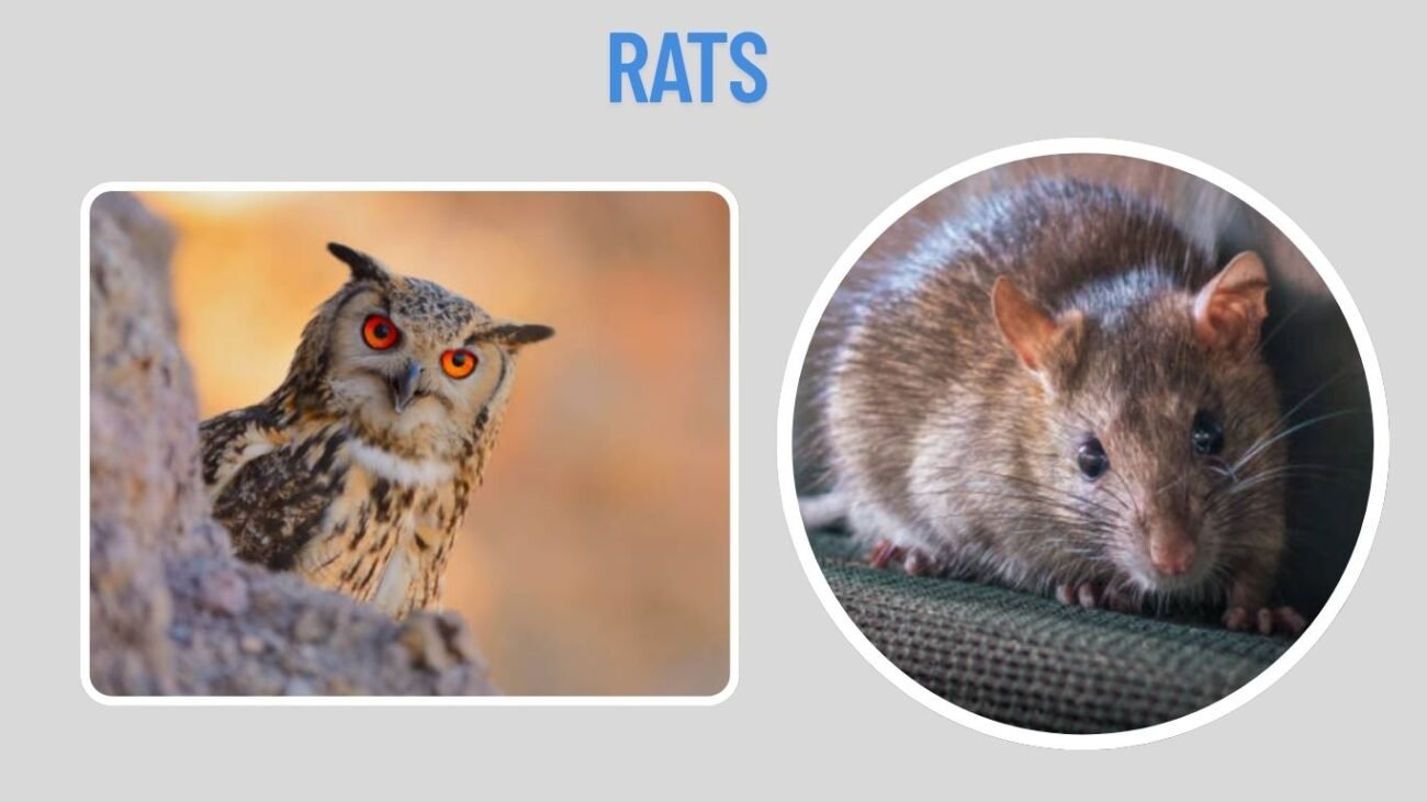 Rats