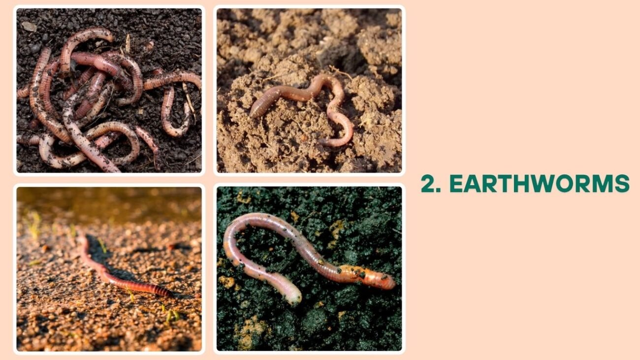 Earthworms
