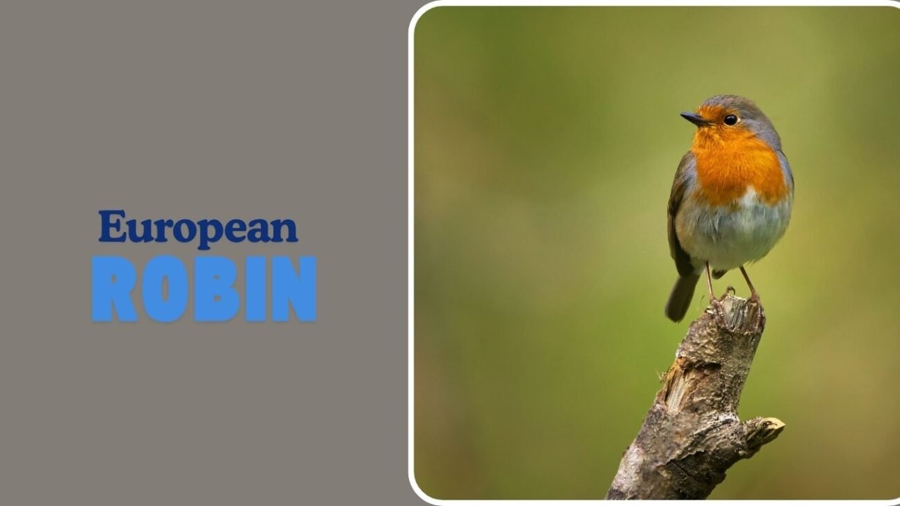 European Robin