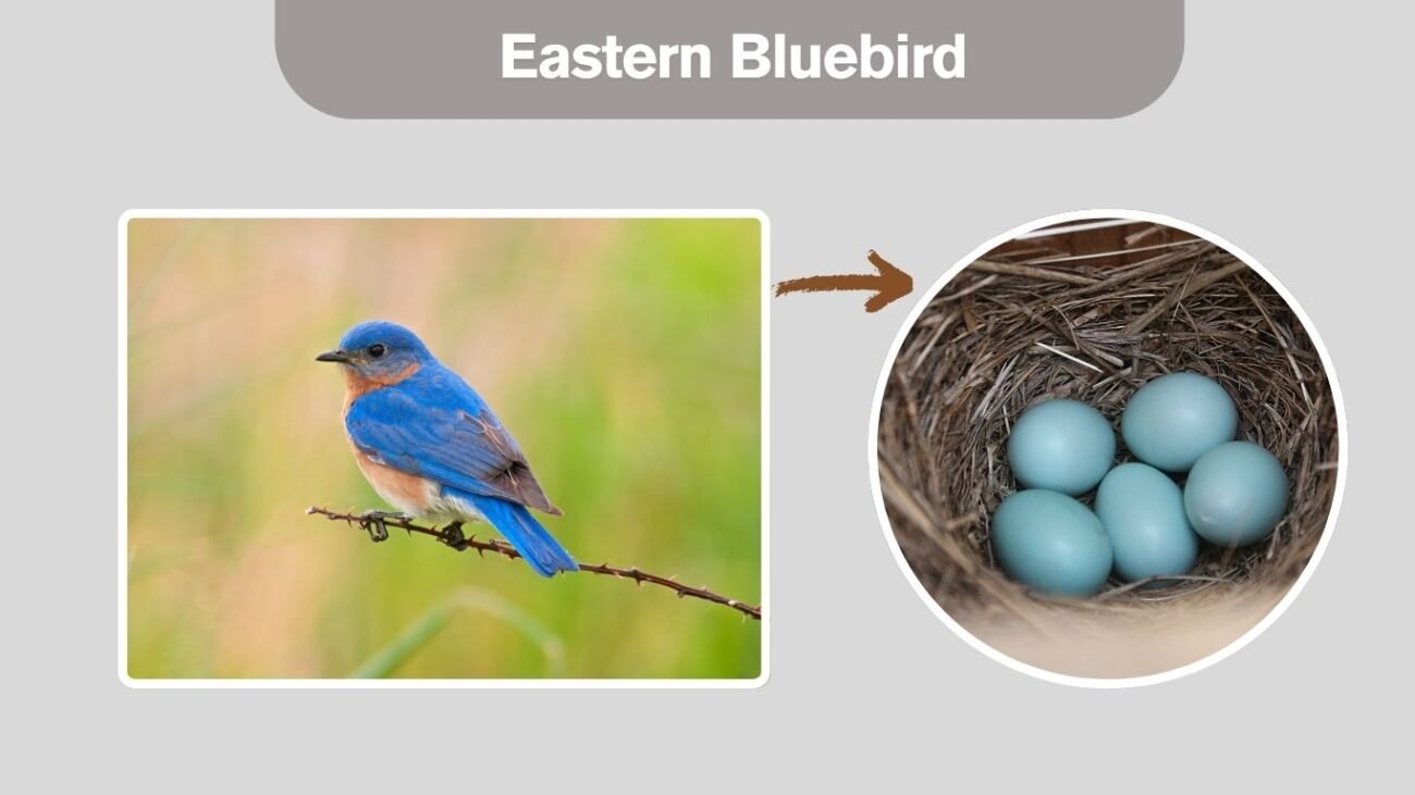 Eastern Bluebird