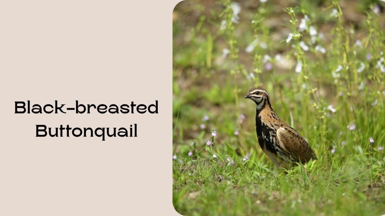 Black-breasted Buttonquail