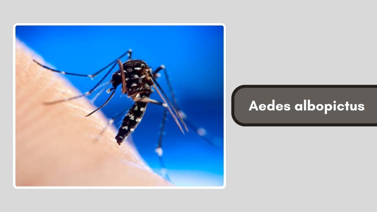 Aedes albopictus
