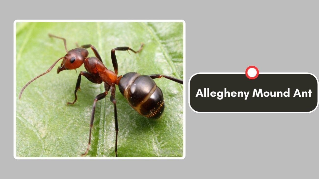 Allegheny Mound Ant