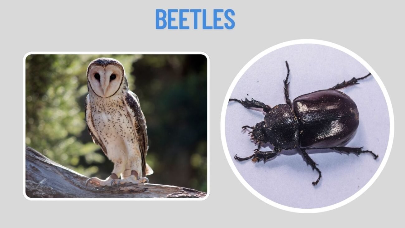 Beetles