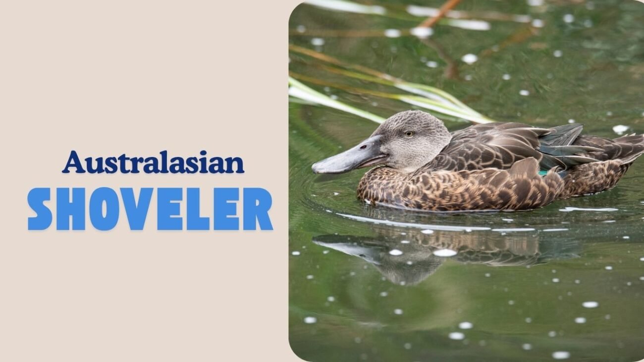Australasian Shoveler