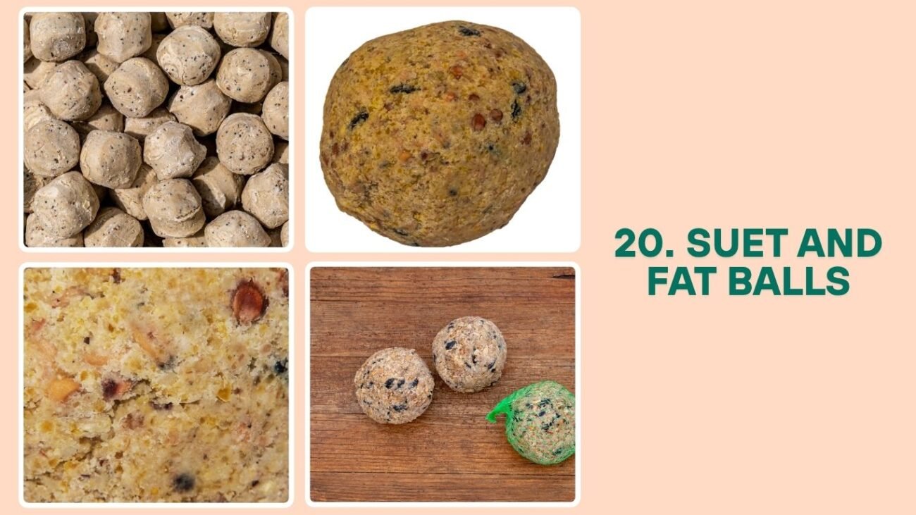 Suet and Fat Balls