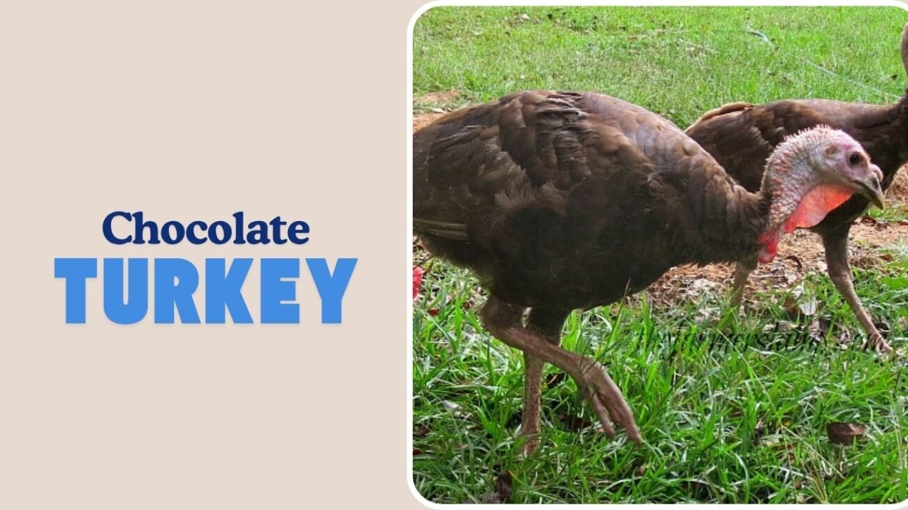 Chocolate Turkey