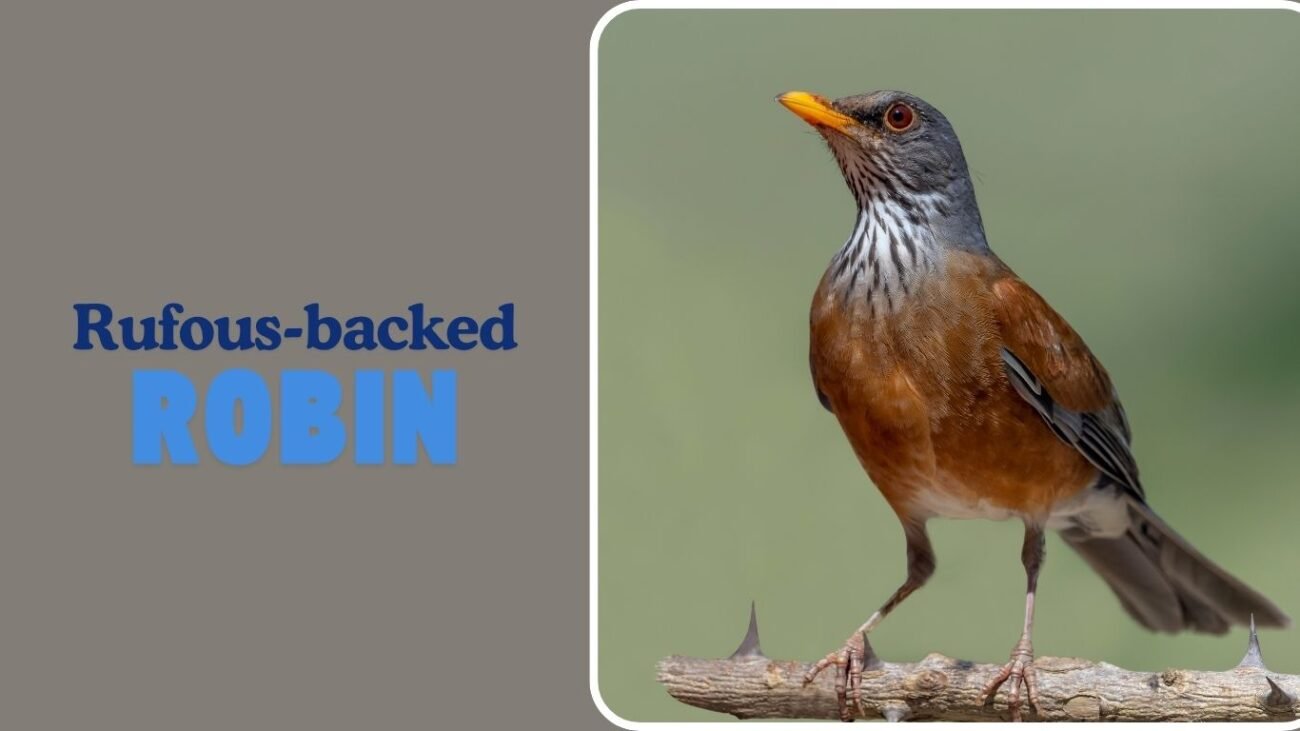 Rufous-backed Robin