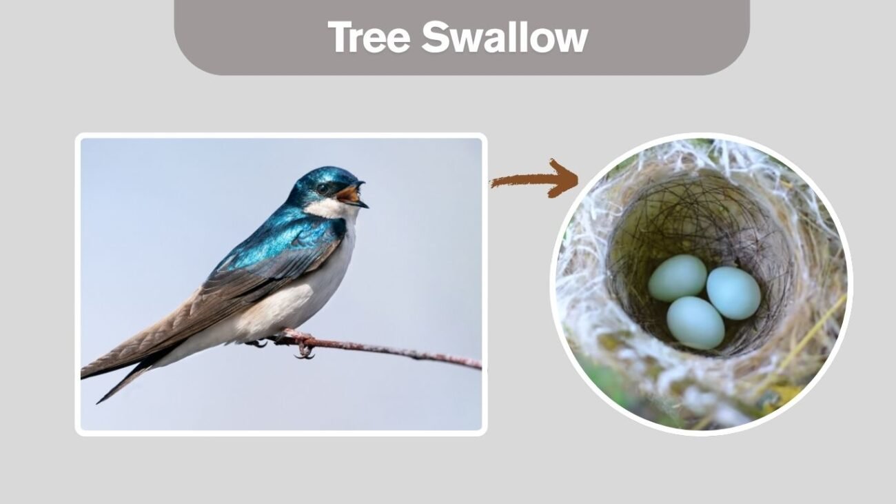 Tree Swallow