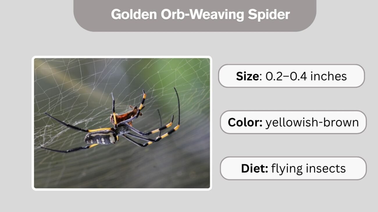 Golden Orb-Weaving Spider