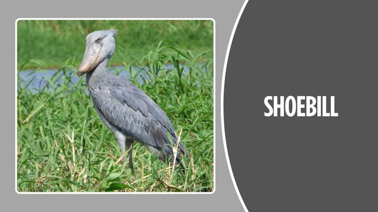 Shoebill