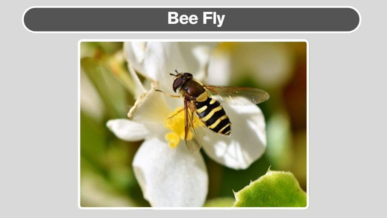 Bee Fly