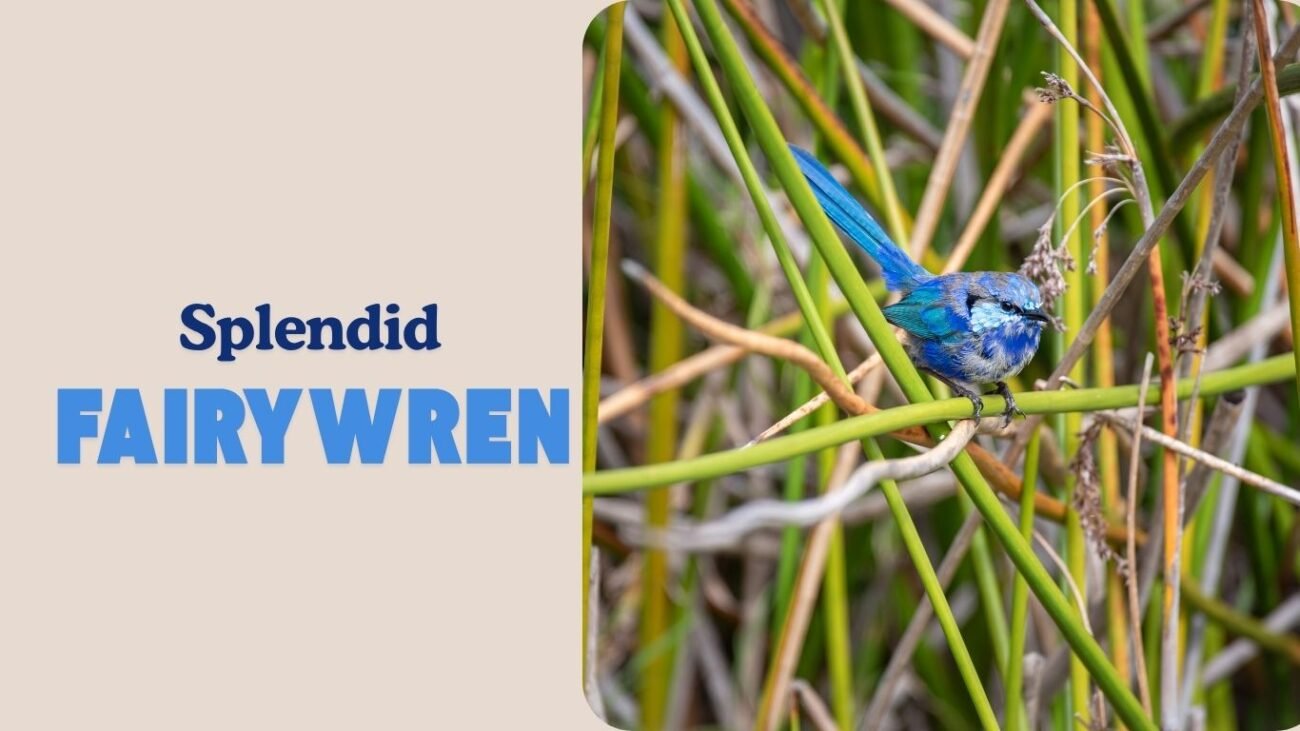 Splendid Fairywren