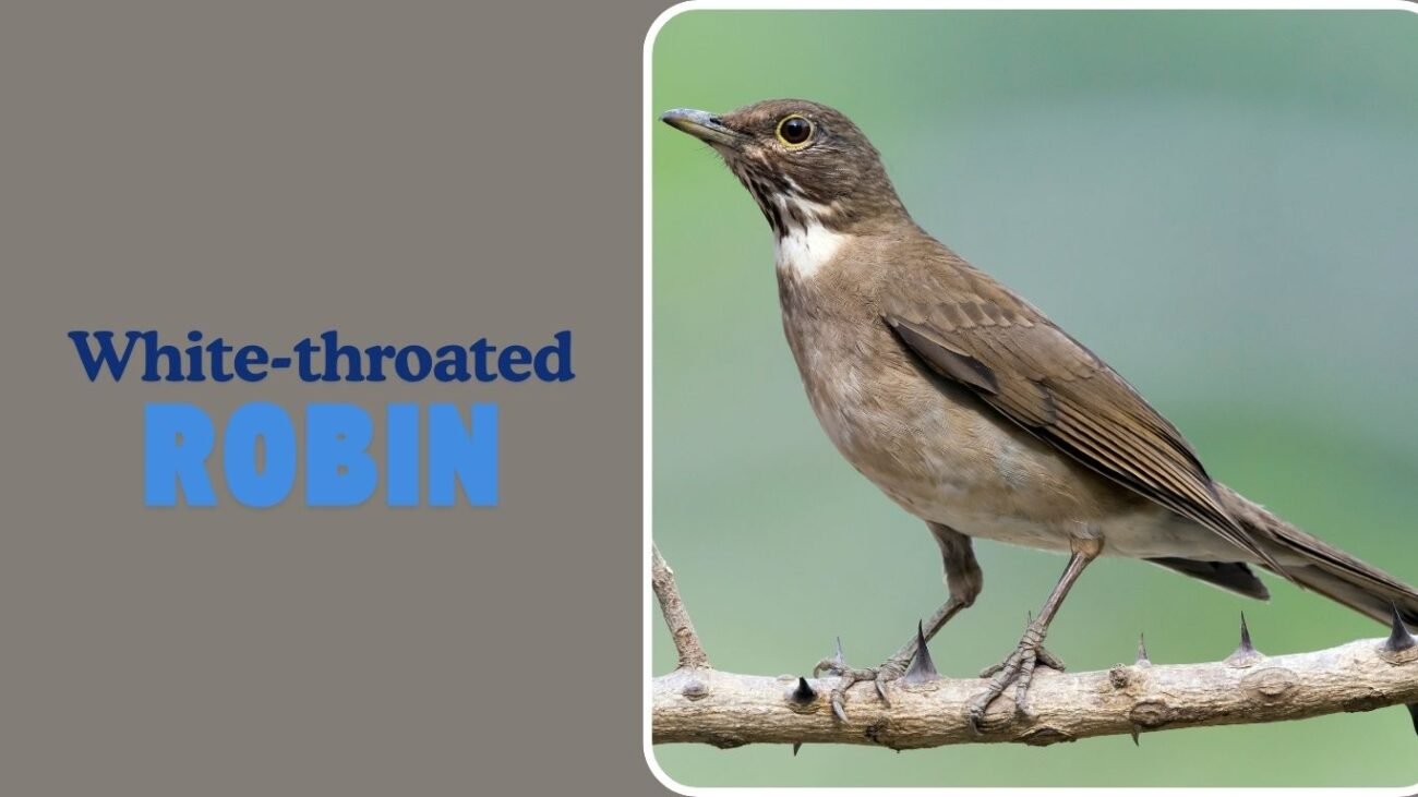 White-throated Robin-Chat